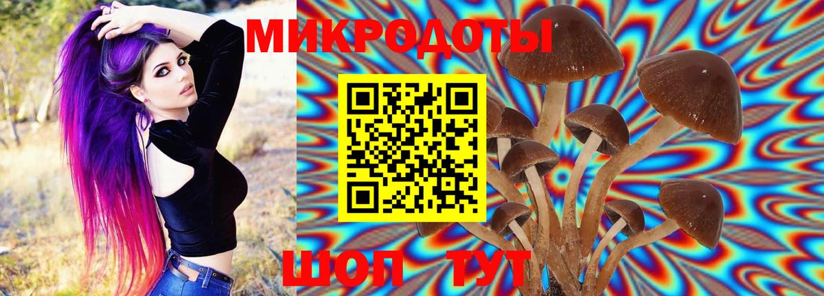 Шебекино  Псилоцибиновые грибы Psilocybe  Псилоцибиновые грибы Psilocybe  Вход с VPN 
